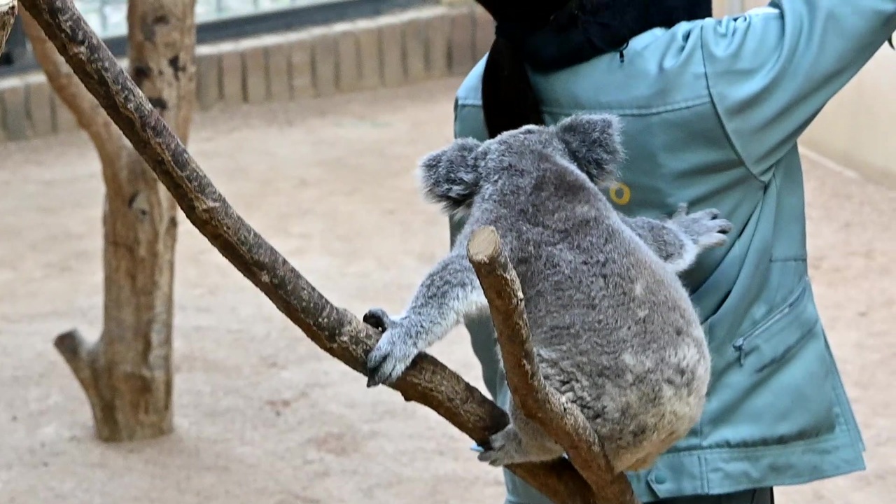 品質保証 動物園飼育員さん専用 無料 - htii.edu.kz