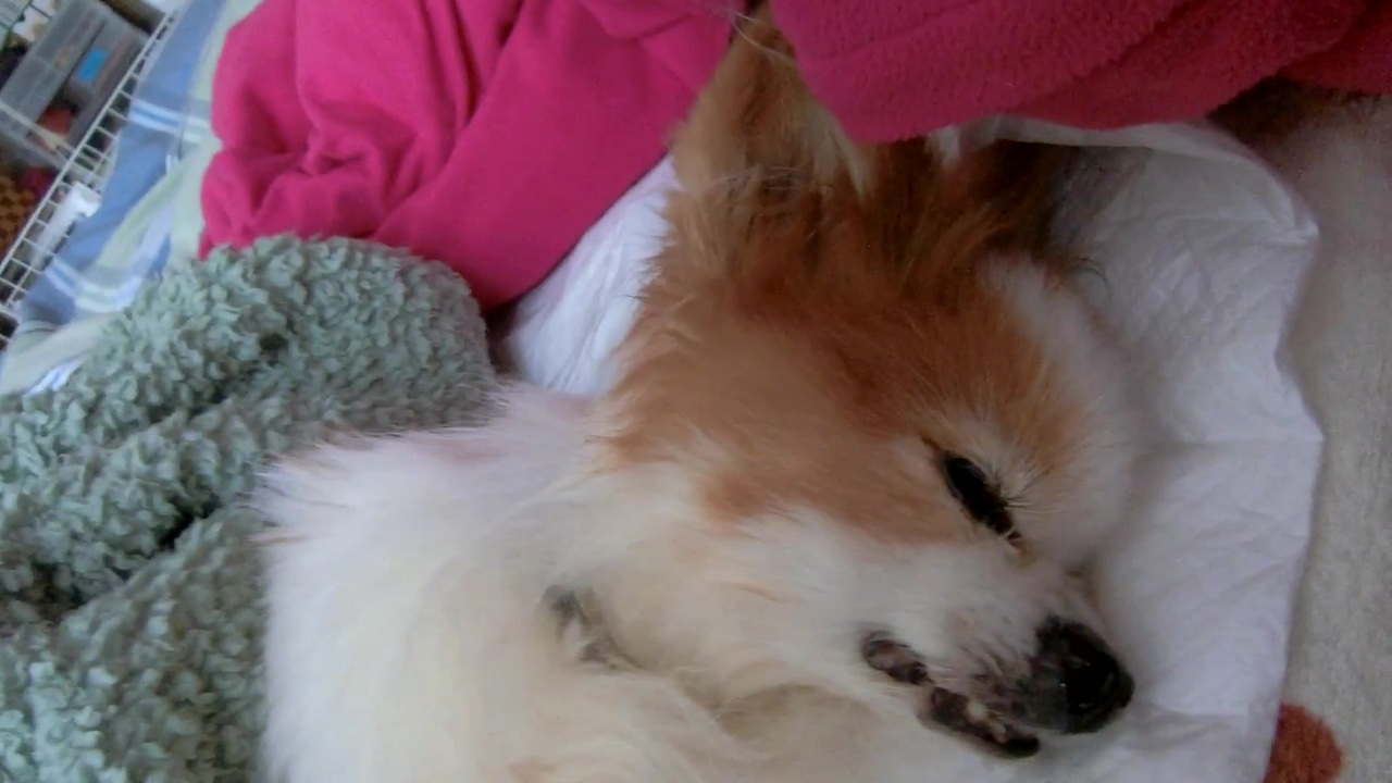 人気の わんこ わんこ 動画 2 801本 28 ニコニコ動画