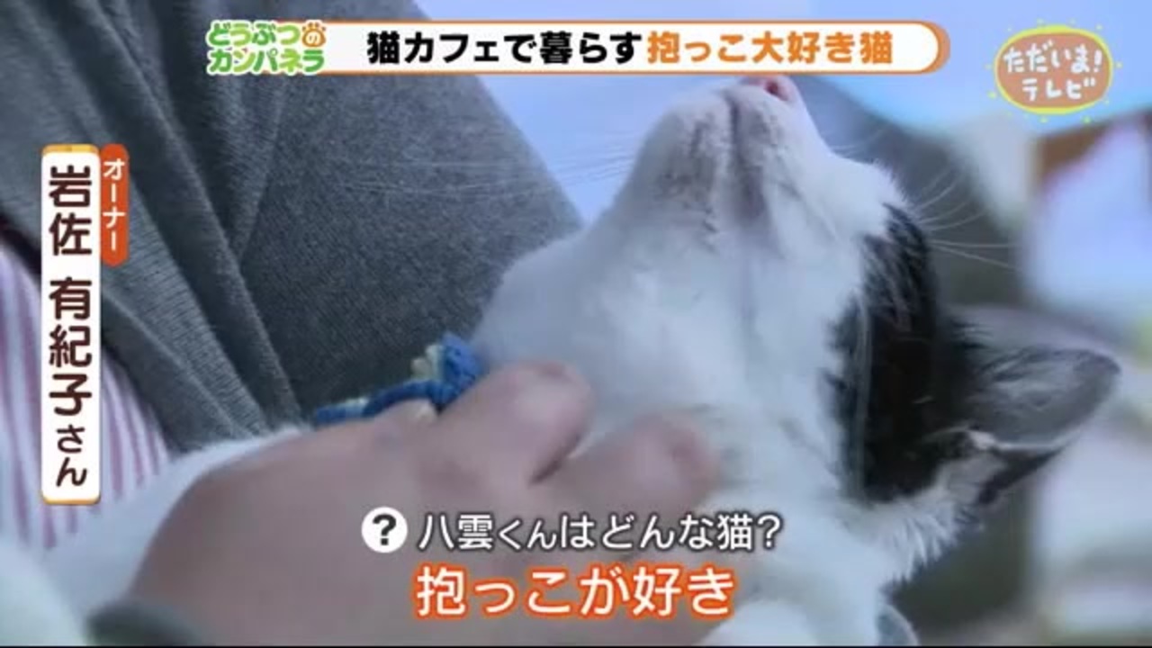 猫カフェで暮らし 抱っこ大好きにゃんこ ニコニコ動画