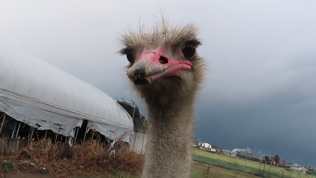人気の 鳥 ダチョウ 動画 15本 ニコニコ動画