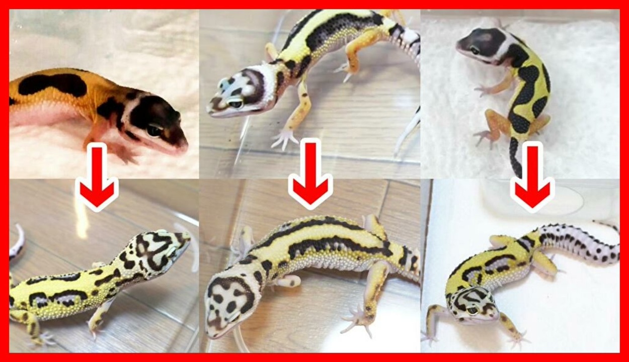 人気の 爬虫類 ヒョウモントカゲモドキ 動画 440本 6 ニコニコ動画