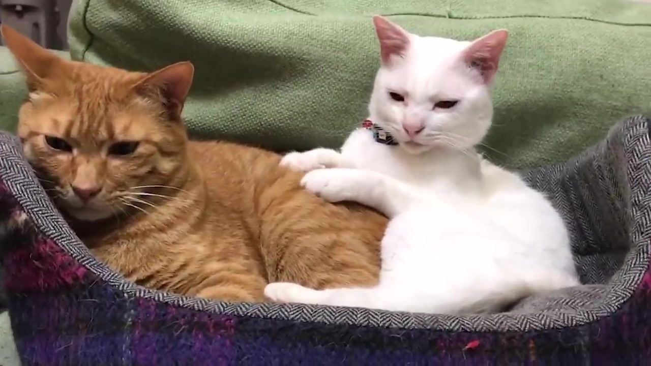 人気の 猫 猫 動画 69 2本 7 ニコニコ動画