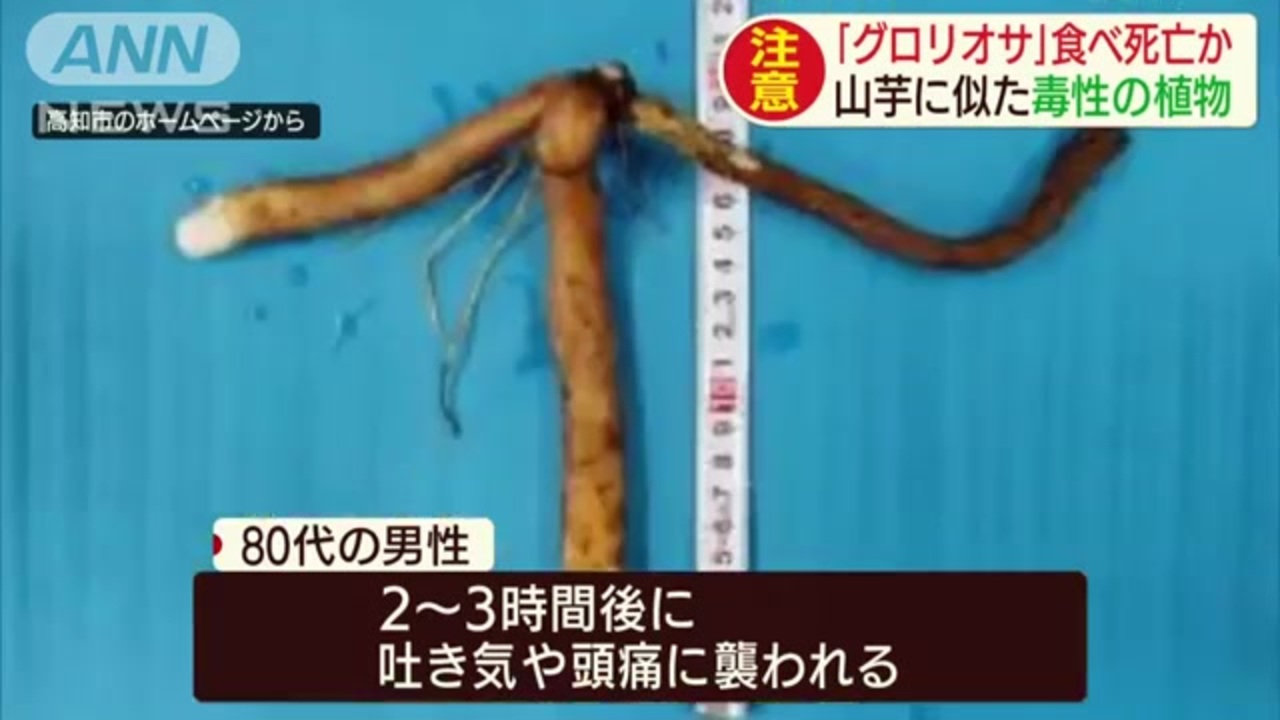 グロリオサ 食べ死亡か 山芋に似た毒性の植物 ニコニコ動画