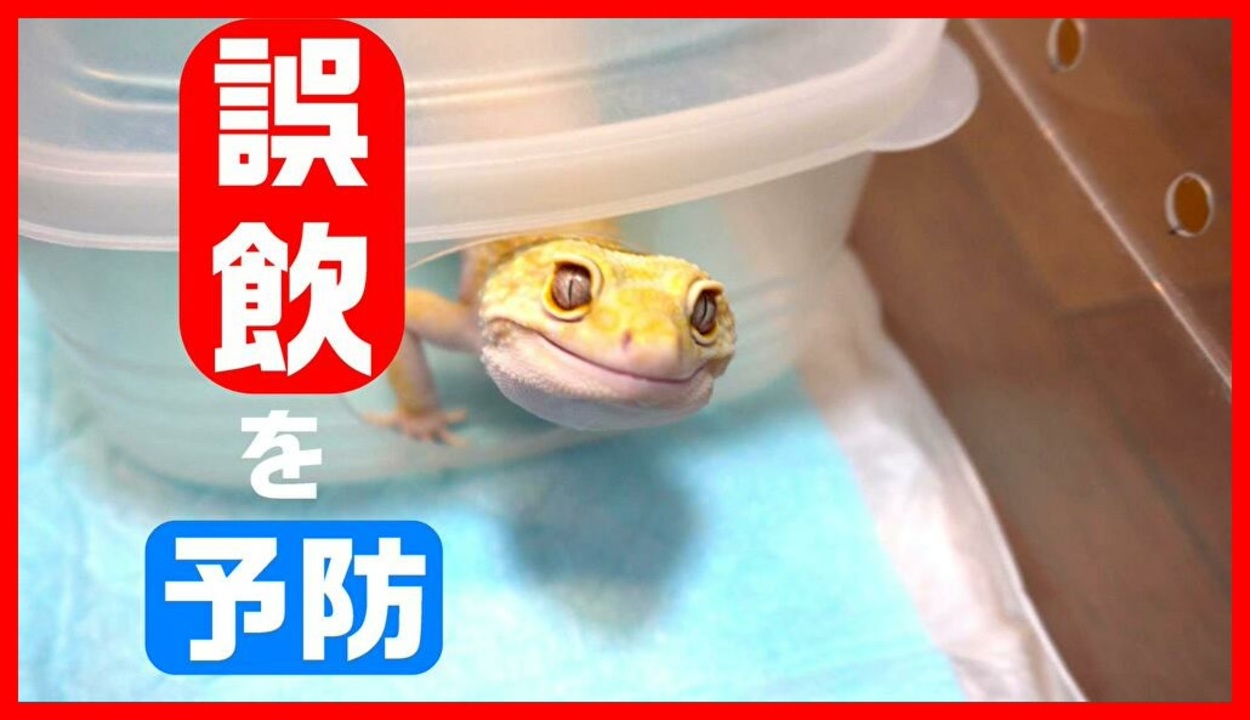 人気の ヒョウモントカゲモドキ 動画 915本 9 ニコニコ動画