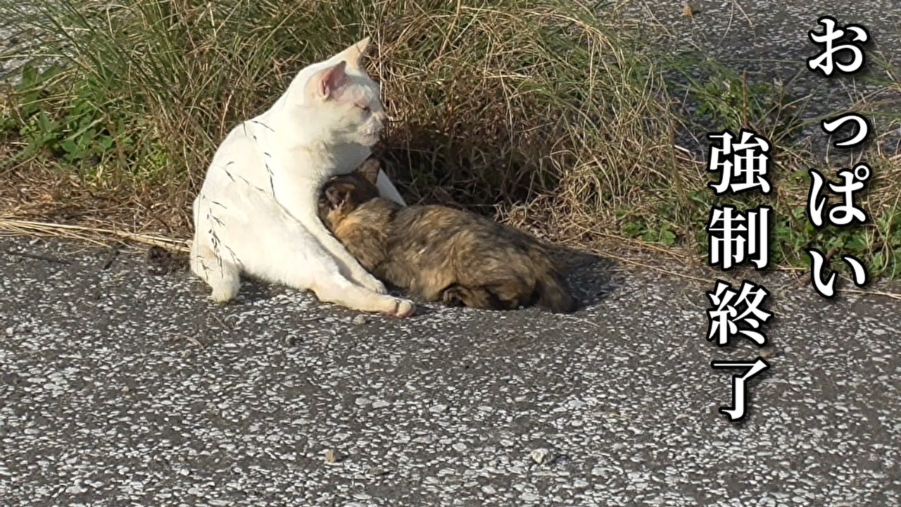 人気の 猫親子 動画 8本 ニコニコ動画