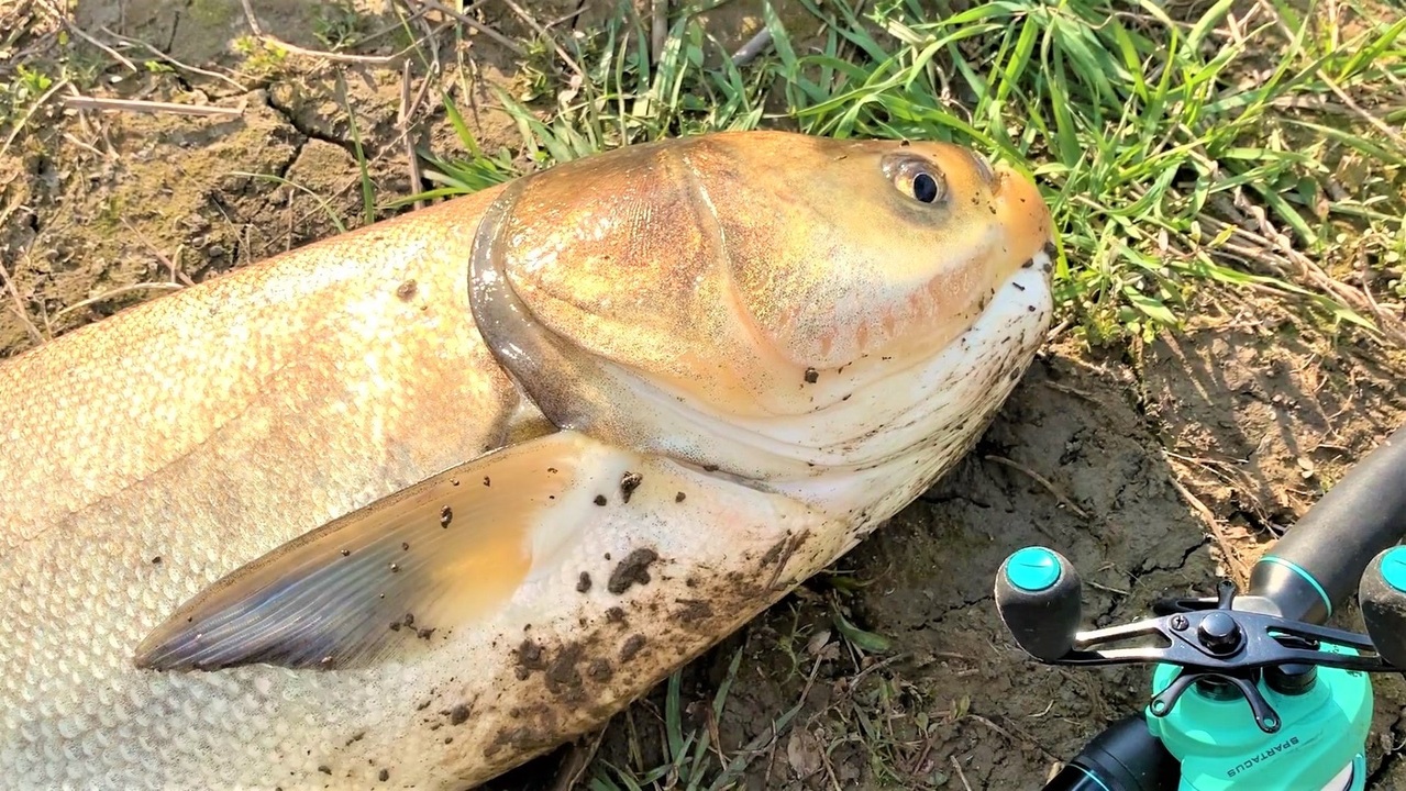 釣り Rybalka V Yaponii Tokio Sajtama 荒川の温排水 荒川温泉 荒川第一調整池排水門 でルアー釣り レンギョ ハクレン と鮒を釣る Vlog Iphone Xs ニコニコ動画