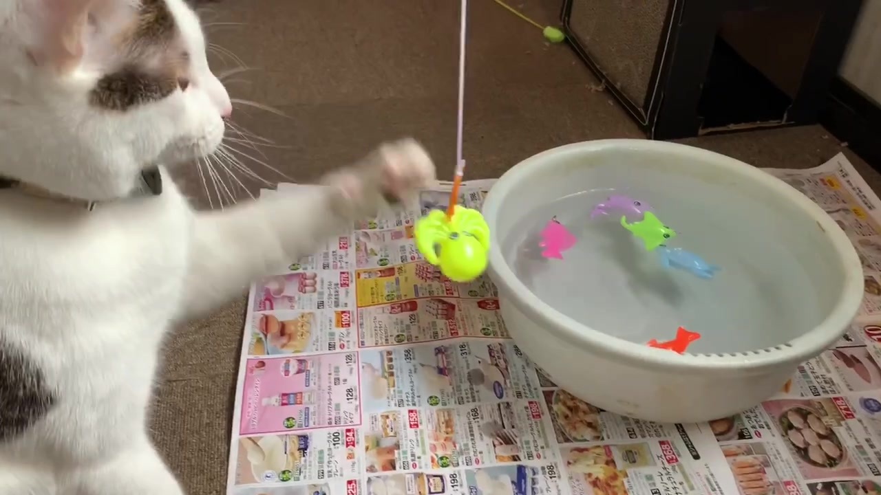 猫の前で魚釣りしてみた ニコニコ動画