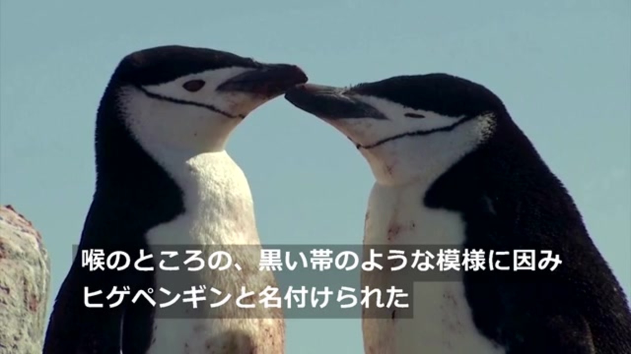 人気の「ヒゲペンギン」動画 4本 - ニコニコ動画