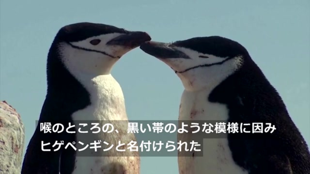 南極のヒゲペンギン 1970年代から77 急減 温暖化に警鐘 11日 ニコニコ動画