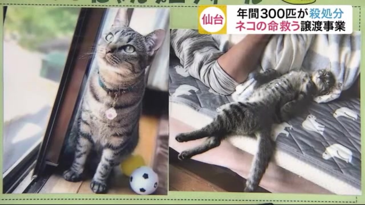 人気の 動物殺害 動画 26本 ニコニコ動画