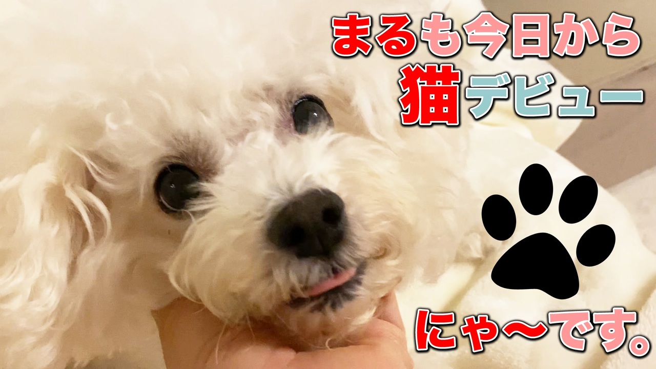 犬いぬtube まるも今日から猫デビュー ビションフリーゼ トイプードル 雑種 ニコニコ動画