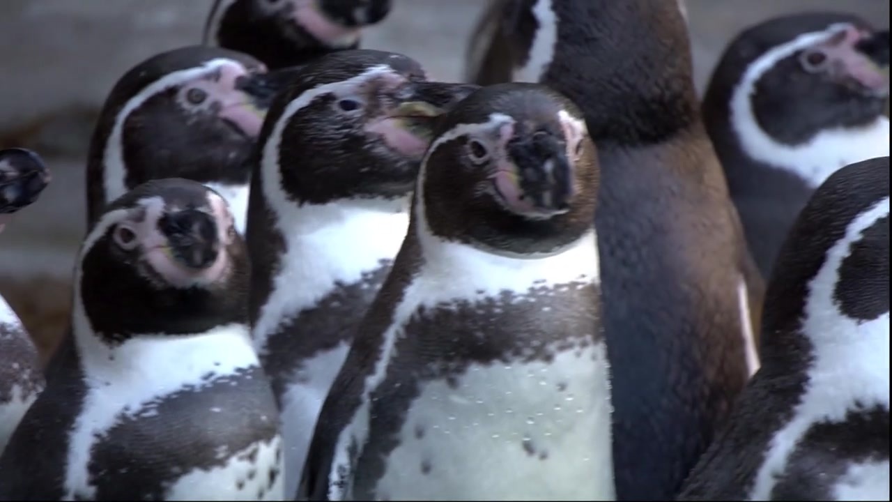 人気の 自然 ペンギン 動画 32本 ニコニコ動画