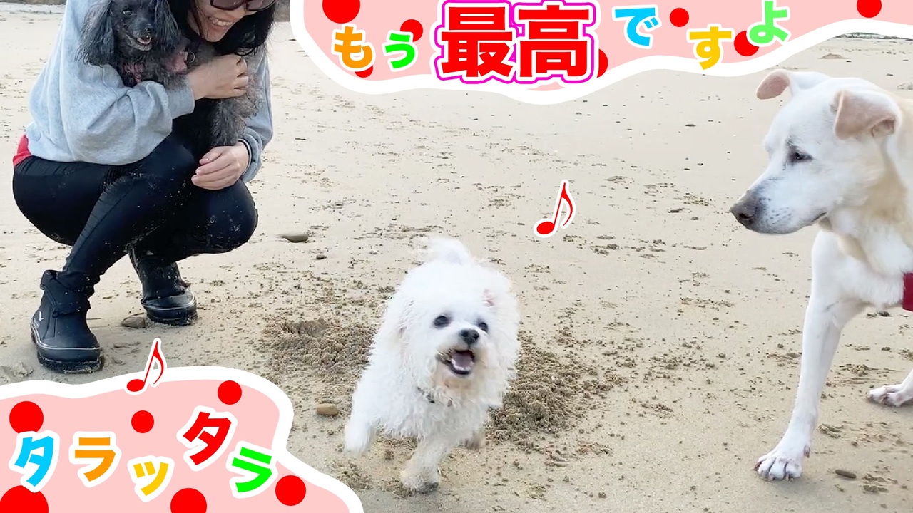 人気の 犬 Av アニマルビデオ 動画 4 543本 3 ニコニコ動画