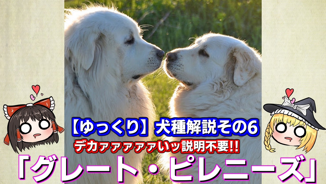 犬種解説 ワンコ関連 全24件 ひでまるさんのシリーズ ニコニコ動画