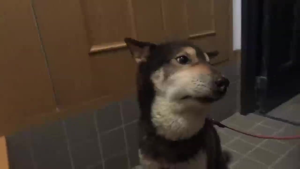 マムシに噛まれた柴犬 ニコニコ動画