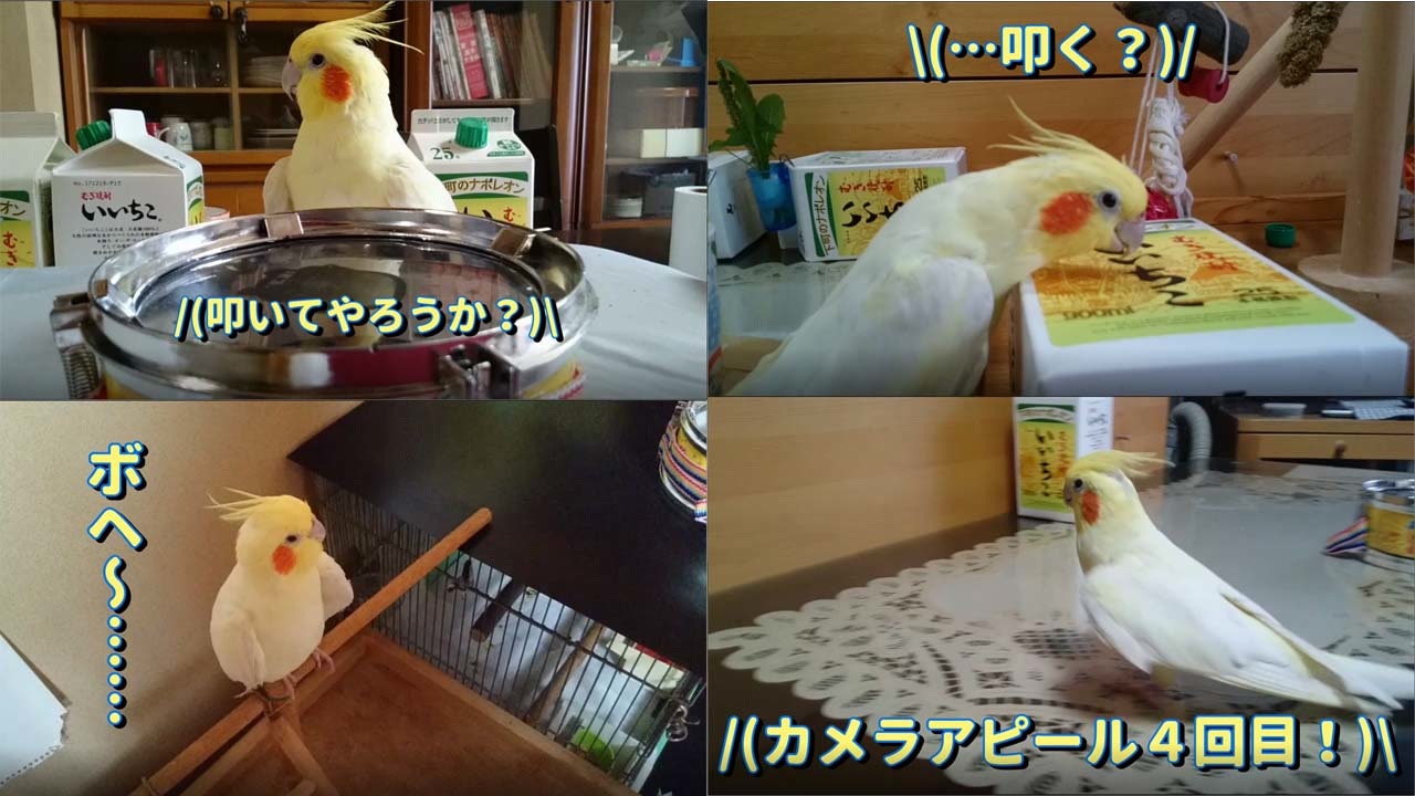 いいちこインコ蔵出し動画集 ニコニコ動画