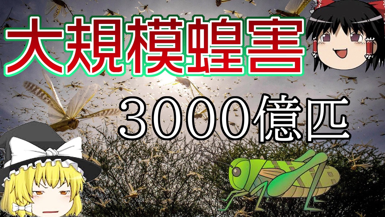 ゆっくり解説 中国に新たな危機 アフリカで大量発生したバッタについて解説します ニコニコ動画