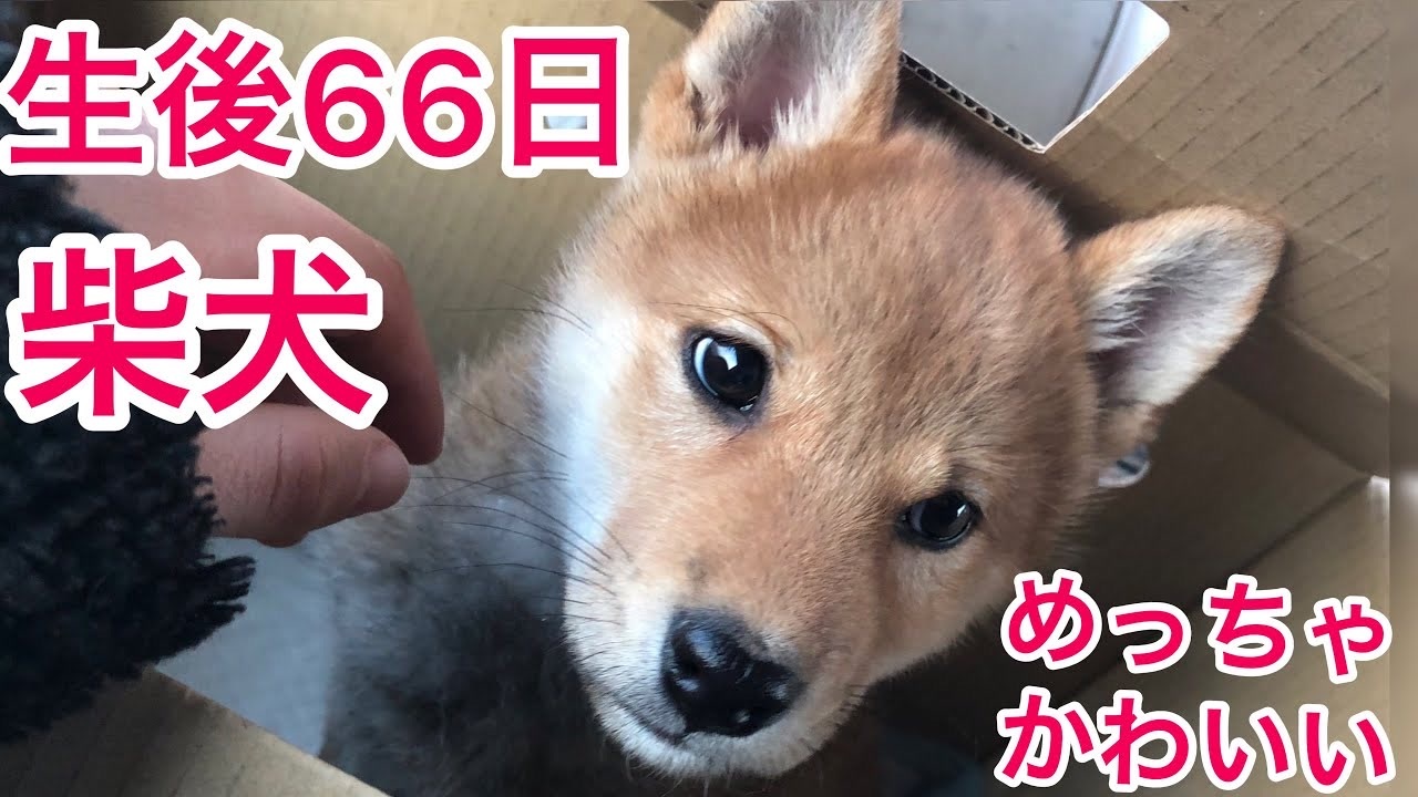 人気の 柴犬 子犬 動画 4本 ニコニコ動画