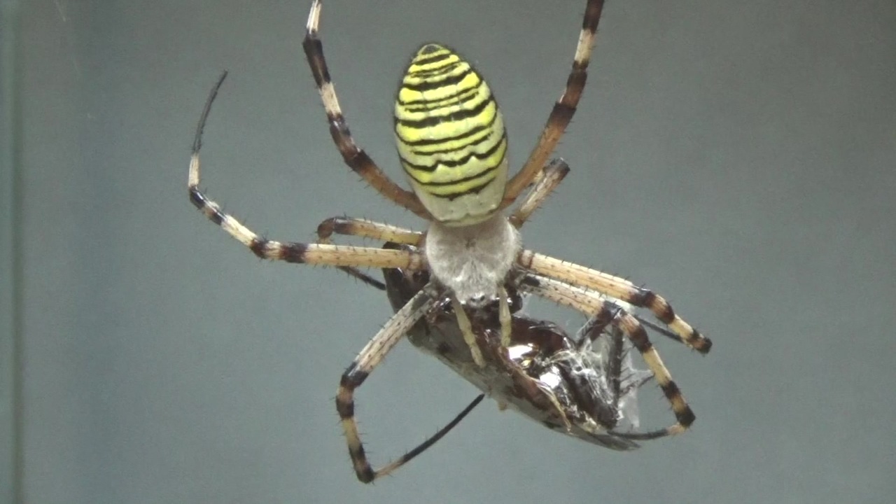 人気の クモ 蜘蛛 動画 110本 2 ニコニコ動画