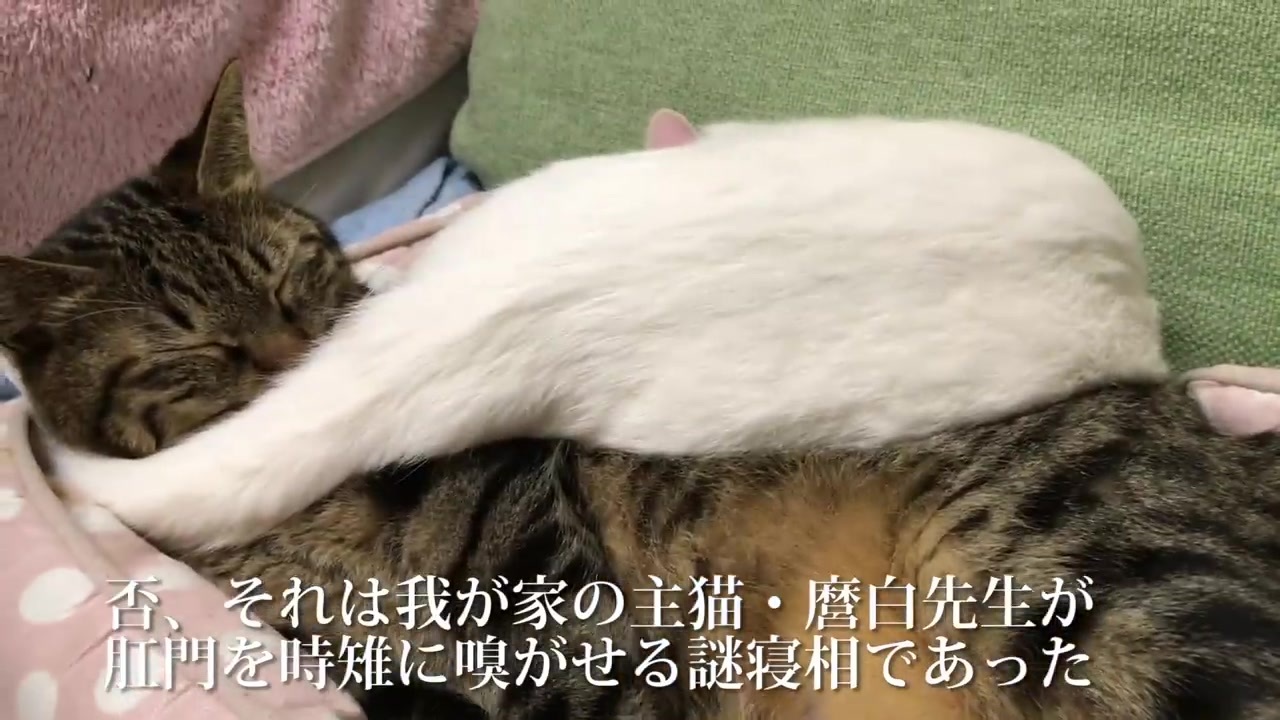 肛門の 匂い嗅がせる 猫団子 ニコニコ動画