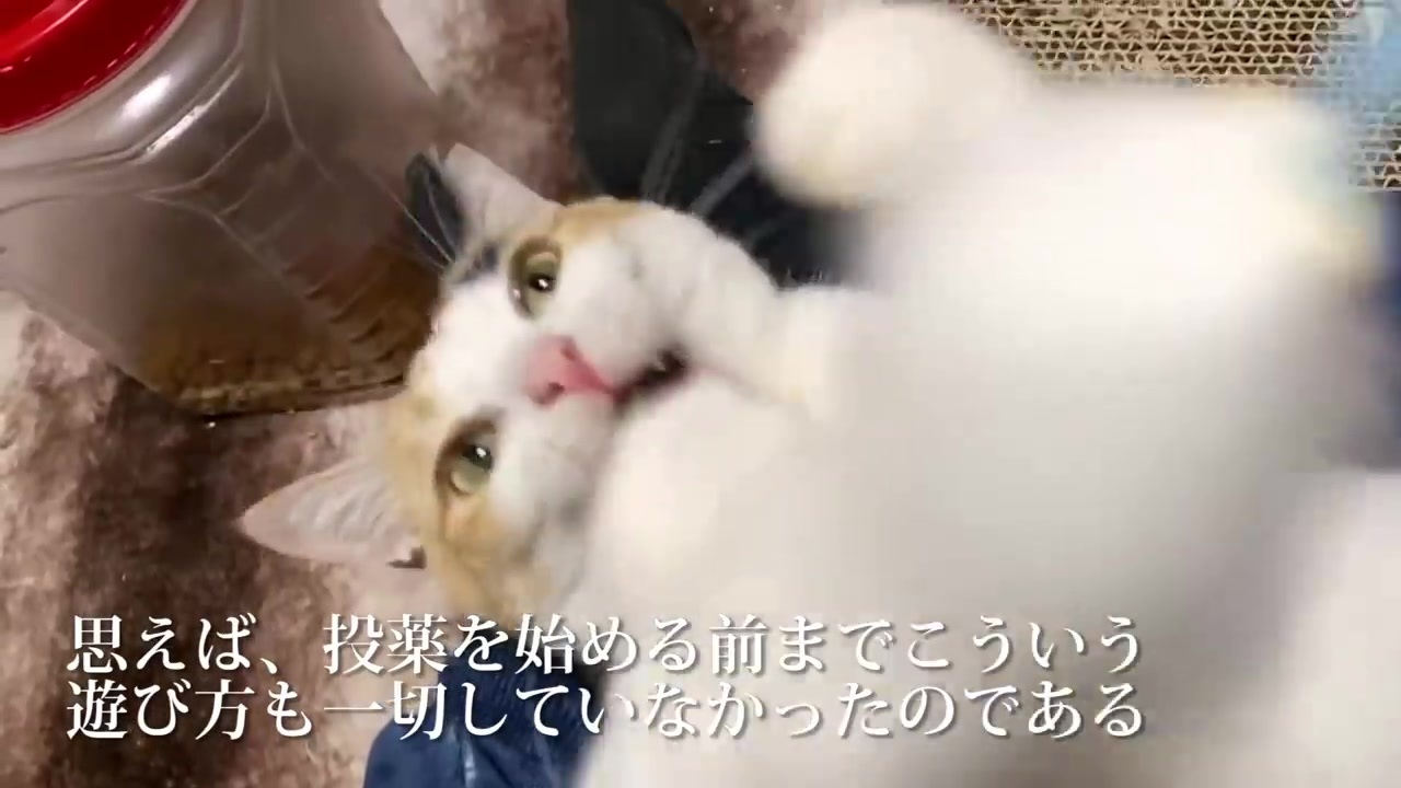 てんかん持ちのオス三毛猫 投薬と療養を経て徐々に珍妙になる ニコニコ動画