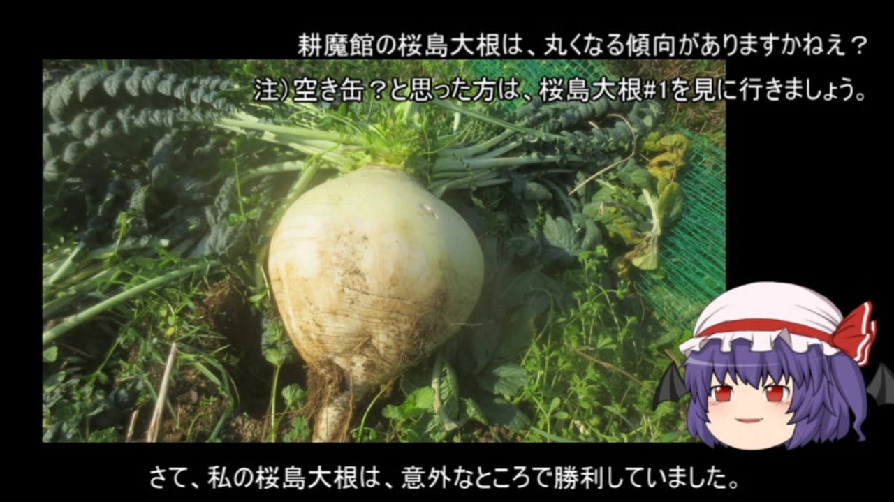 ゆっくり農民128桜島大根を育ててみませんか 2 ニコニコ動画