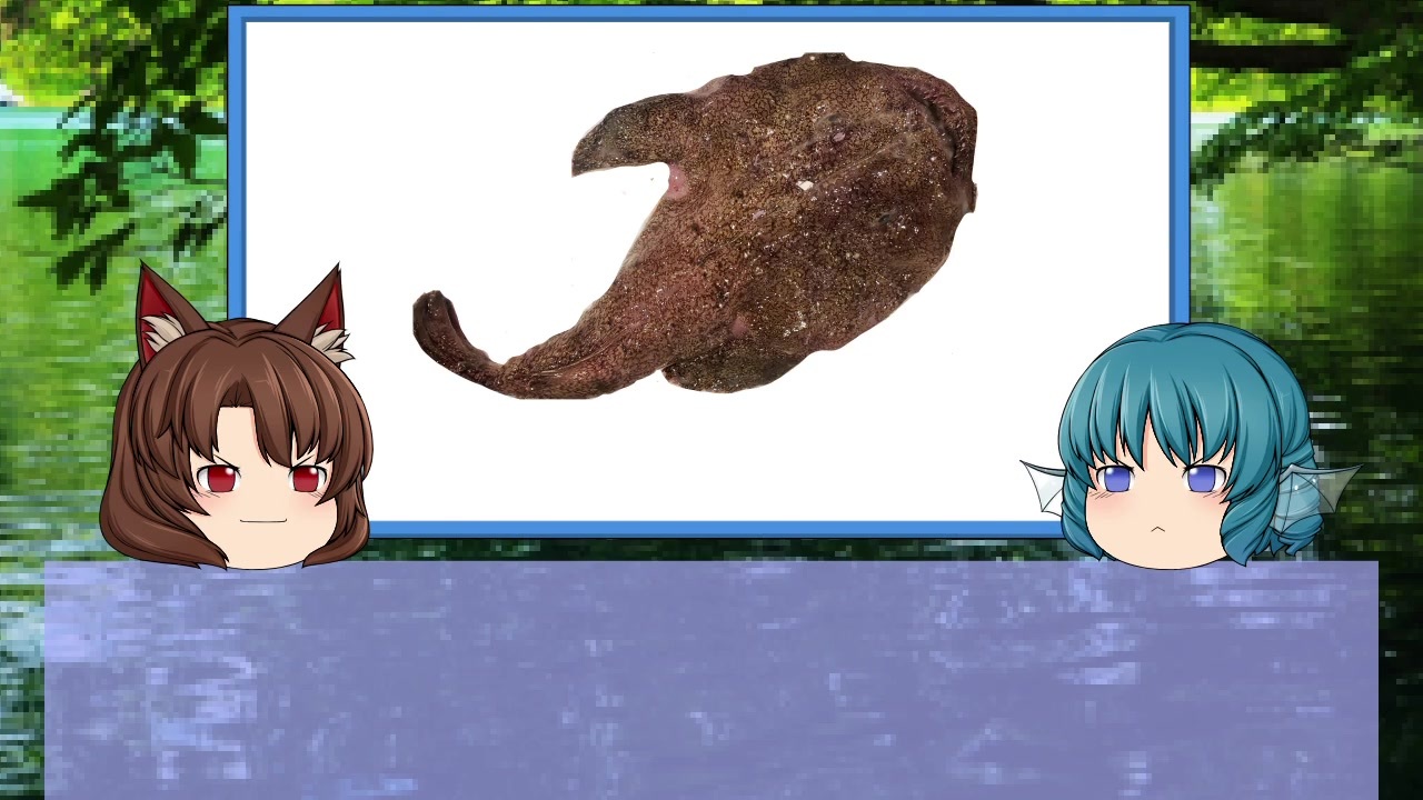 【ゆっくり解説】ゆっくりわかさぎ姫が教える魚　#19匹目　~鮟鱇~ - ニコニコ動画
