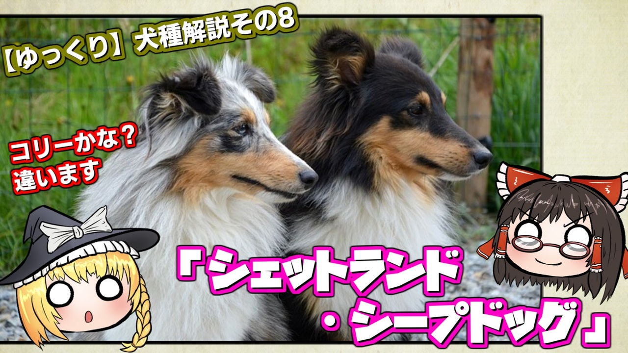 いろいろ うーちゃん 犬種 うーちゃん 犬種 Jpsaepicttkfm