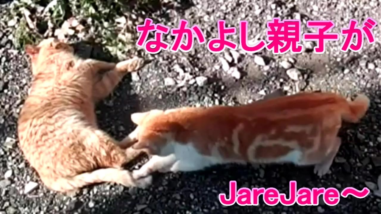 人気の 猫 親子 動画 25本 ニコニコ動画