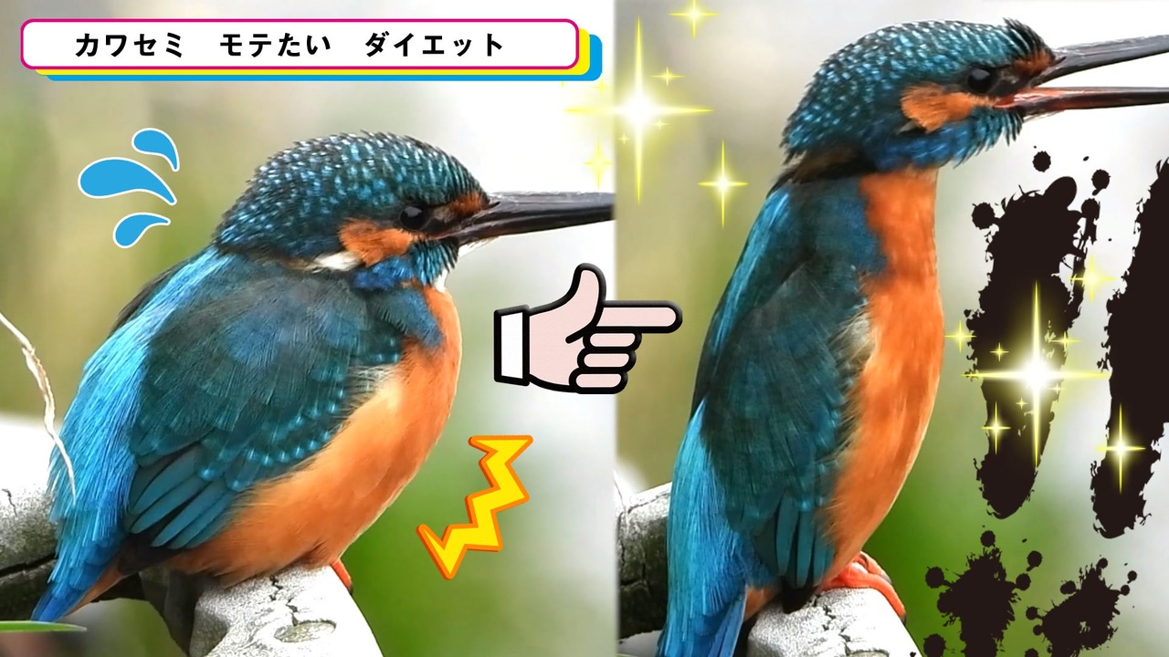 求愛 行動 タコ