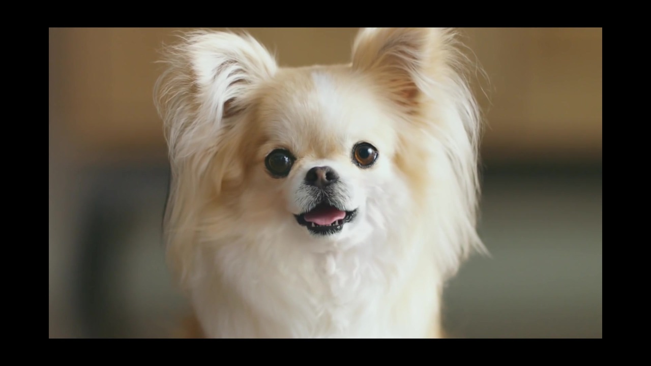 印刷可能 ちくわ ゆるキャン 2940 ゆるキャン ちくわ 犬種