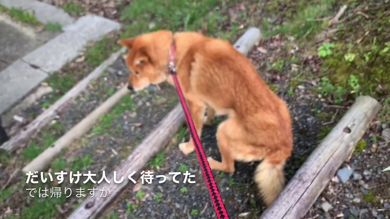 犬と桜を見に行きました ニコニコ動画