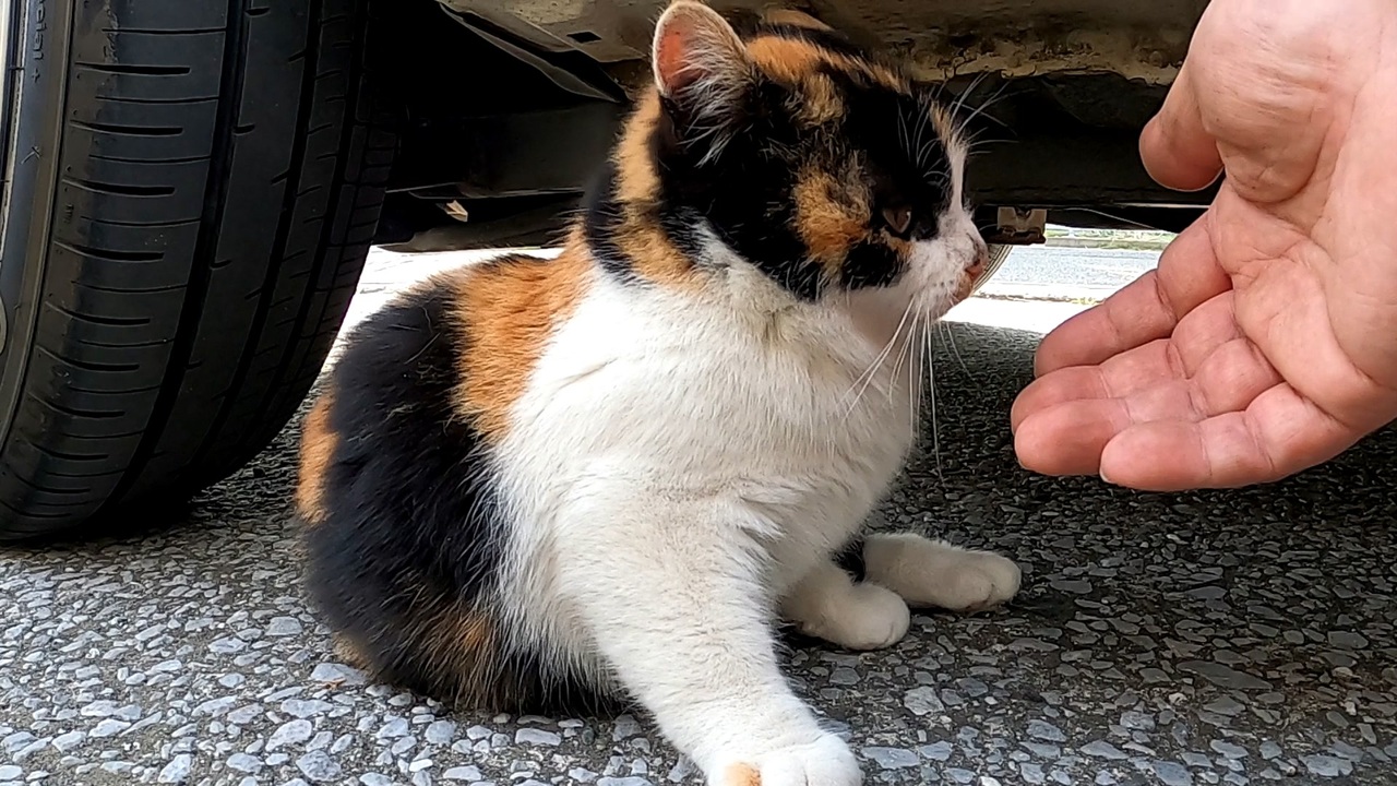 コロっコロっした三毛猫の子猫 撫でてみたら野良猫とは思えない落ち着いた性格だった ニコニコ動画