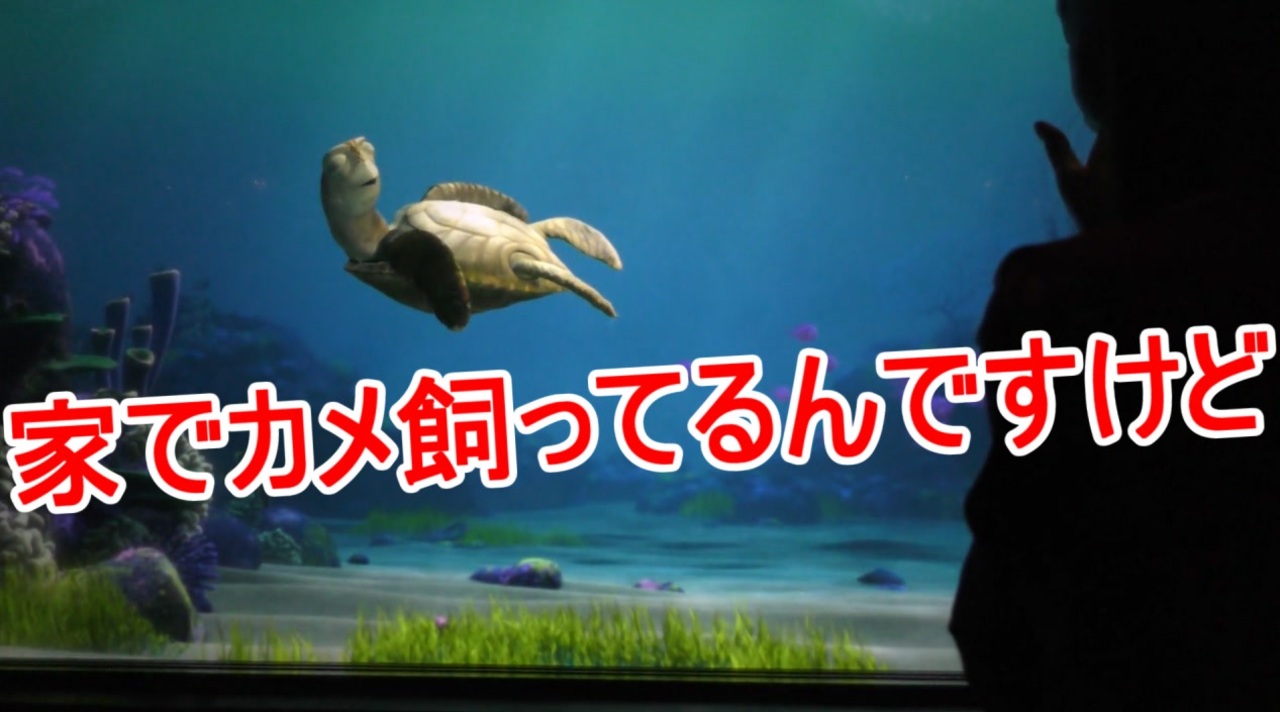 家でカメ飼ってるんですけど タートルトーク 東京ディズニーシー ニコニコ動画
