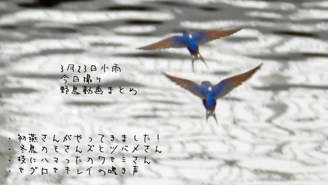 初ツバメさんがやってきました 今日撮り野鳥動画まとめ3月23日 ニコニコ動画