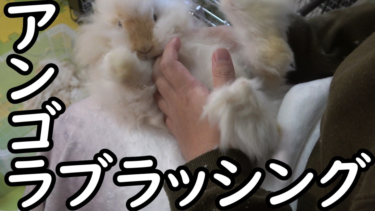 ウサギ動画 アンゴラウサギのブラッシング ニコニコ動画