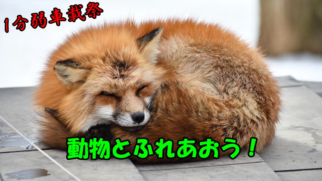 人気の ｷﾂﾈ 動画 840本 7 ニコニコ動画