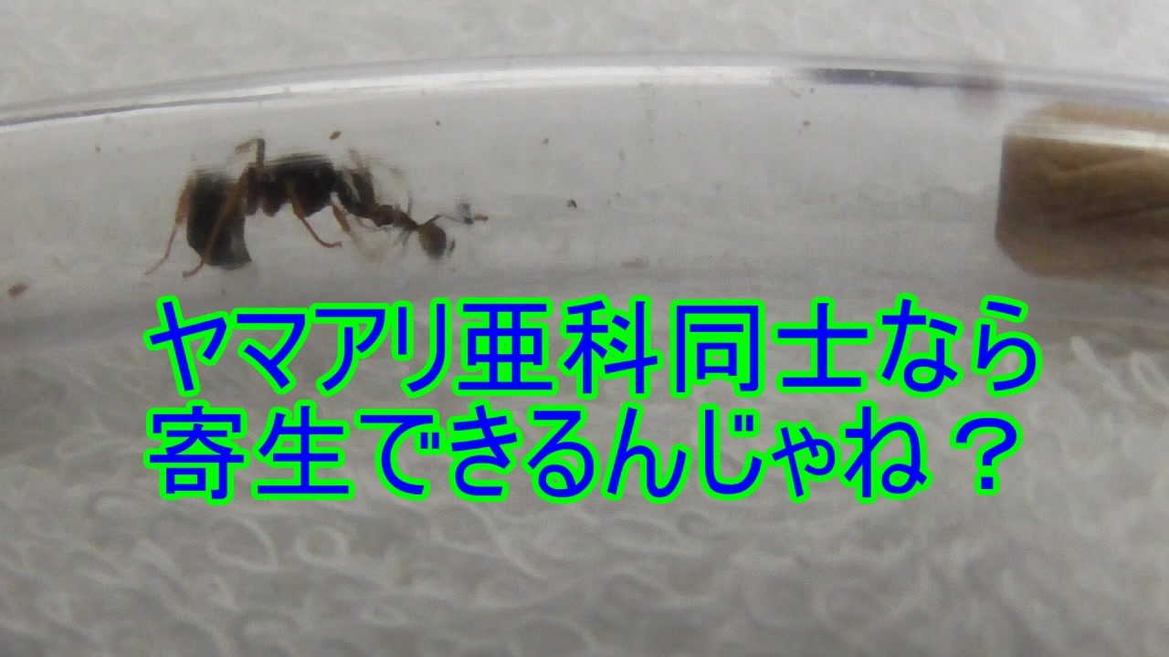 人気の 女王アリ 動画 121本 ニコニコ動画