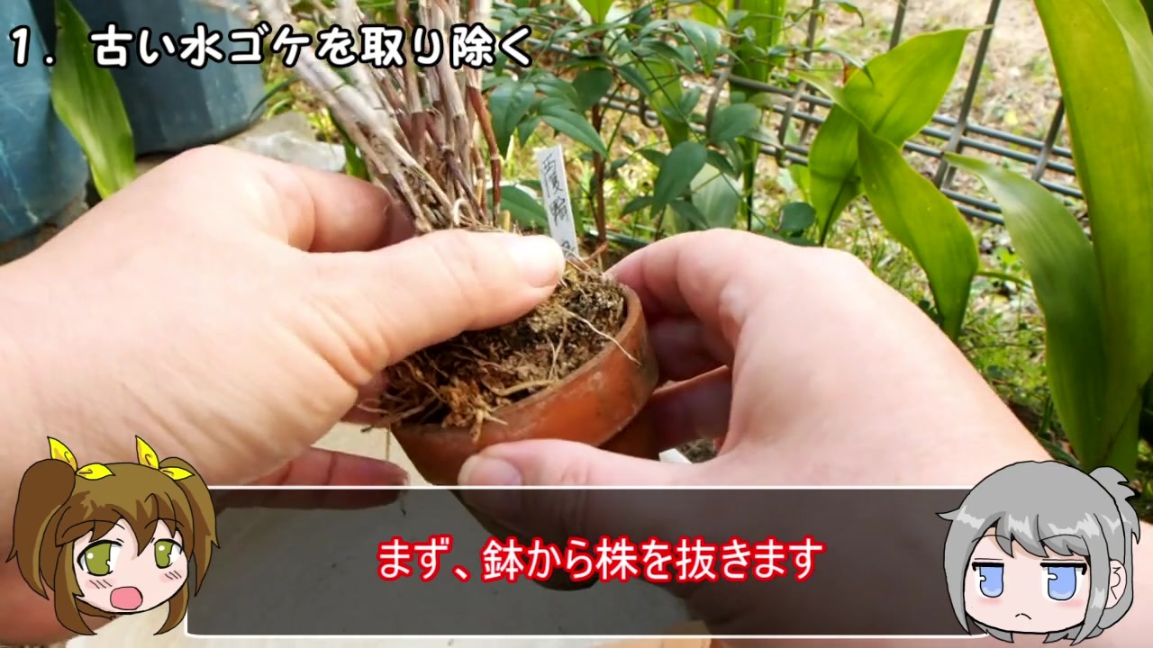 ゆるふわ植物日記 2 セッコクの育て方２ 植え替え ニコニコ動画