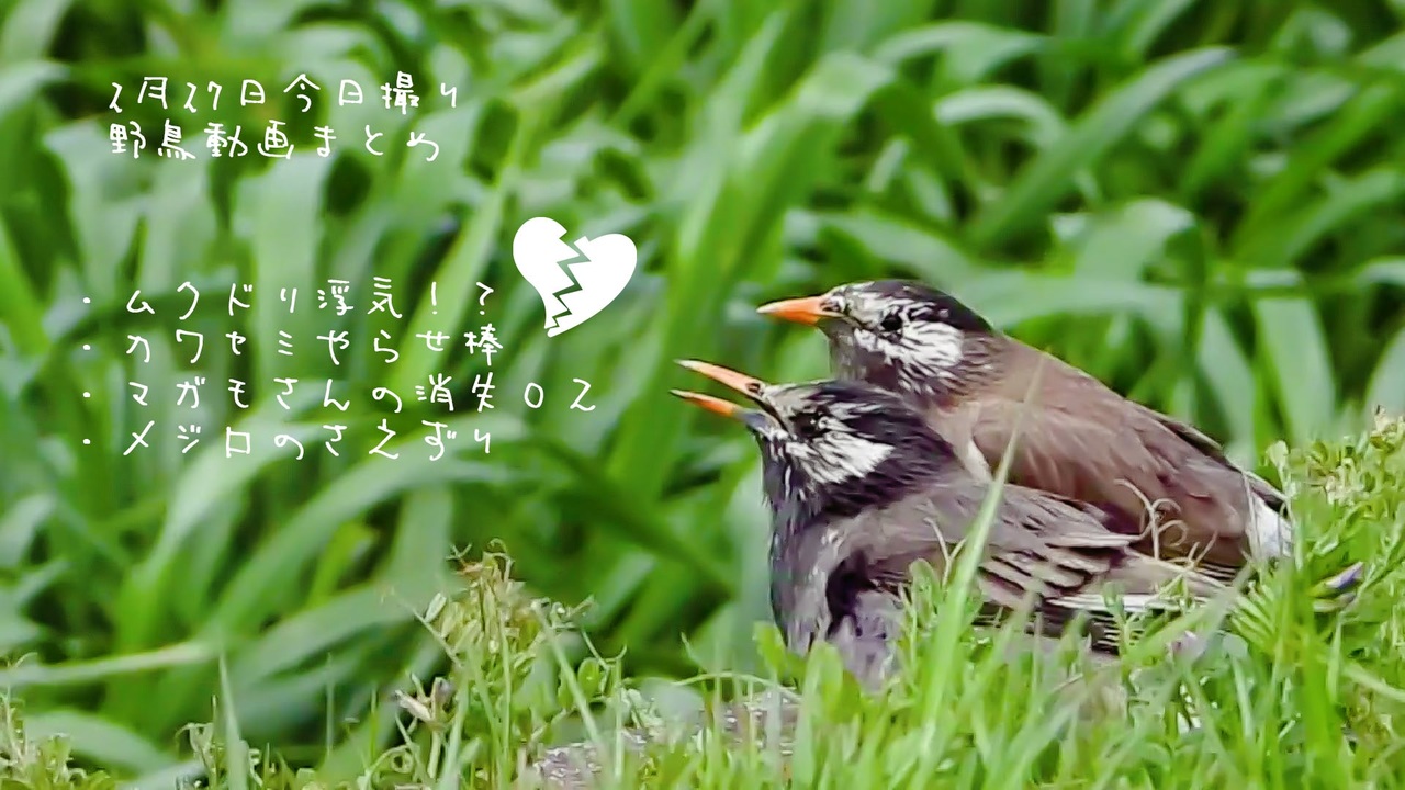 ムクドリの浮気 今日撮りの野鳥動画まとめ3月27 ニコニコ動画