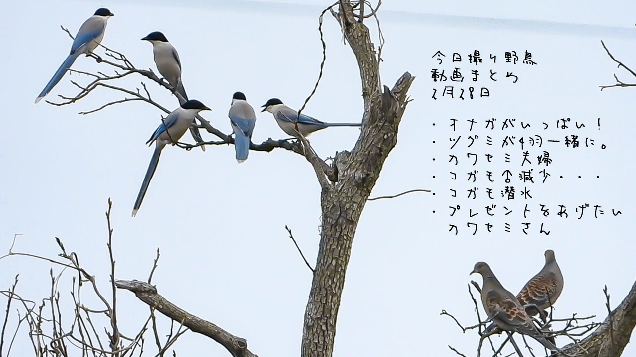 オナガとツグミが沢山いましたs 今日撮り野鳥動画まとめ3月28日 ニコニコ動画