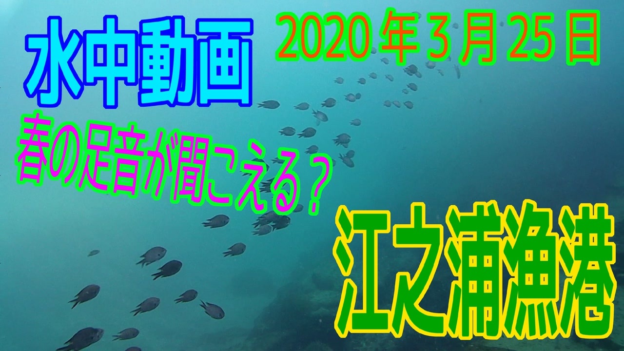 人気の 水中映像 動画 63本 ニコニコ動画