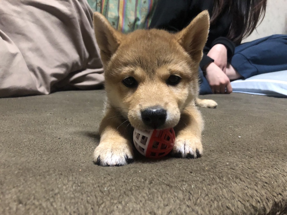 子犬柴犬 ビビりながらおもちゃと遊ぶ柴犬が面白可愛い 癒し効果もあるかも ニコニコ動画