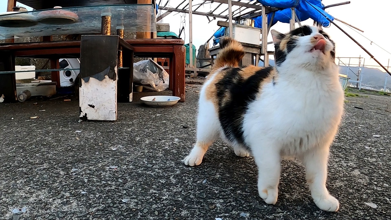 今 三毛猫の子猫 三毛子がかわいい 野良猫とは思えない懐っこさ ニコニコ動画