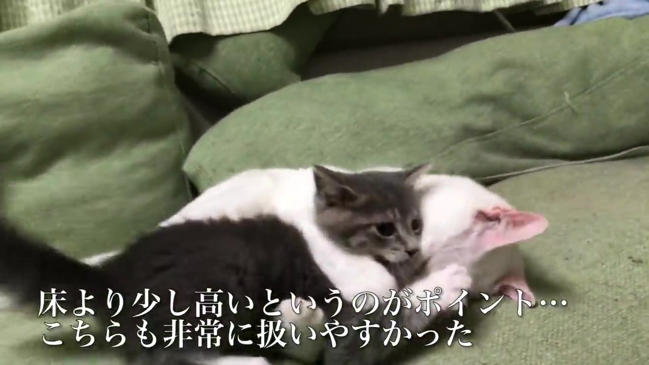 動画ランキング 動物 動物 ニコニコ動画