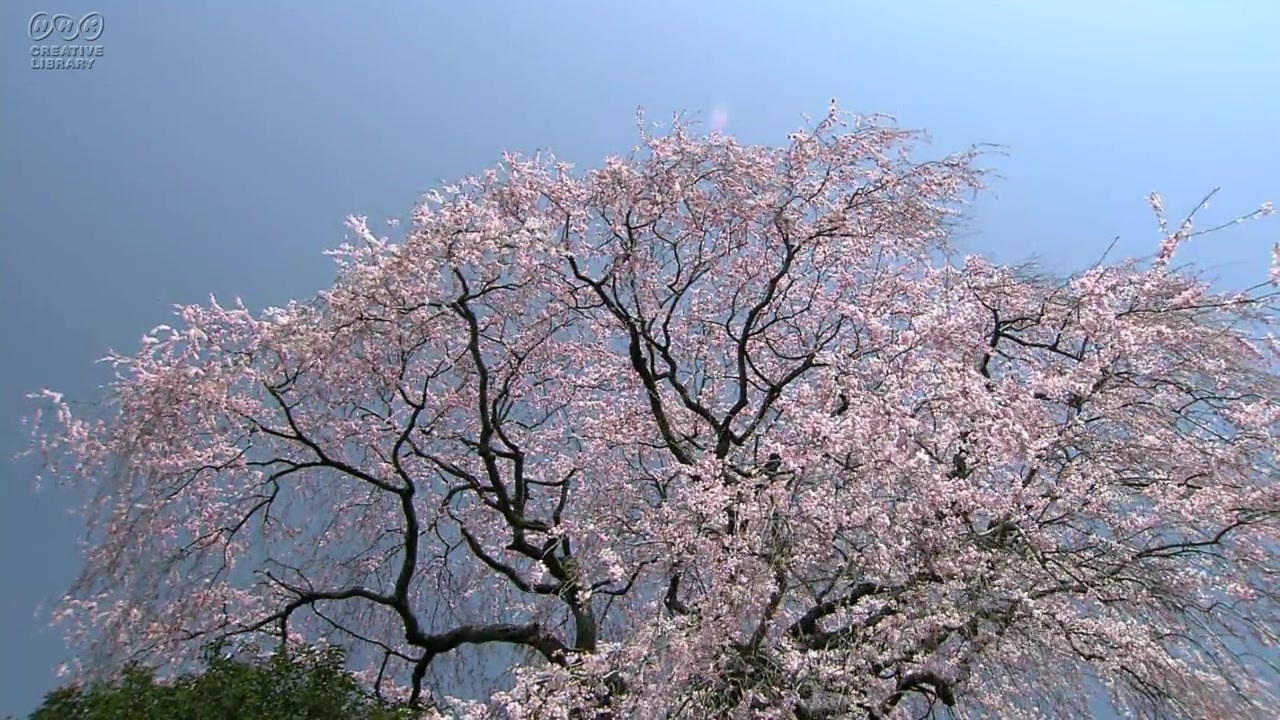 しだれ桜 青空バック 比留間俊光 ニコニコ動画
