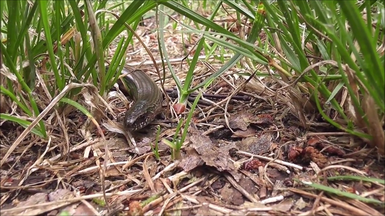 人気の 動物 ヘビ 動画 502本 16 ニコニコ動画