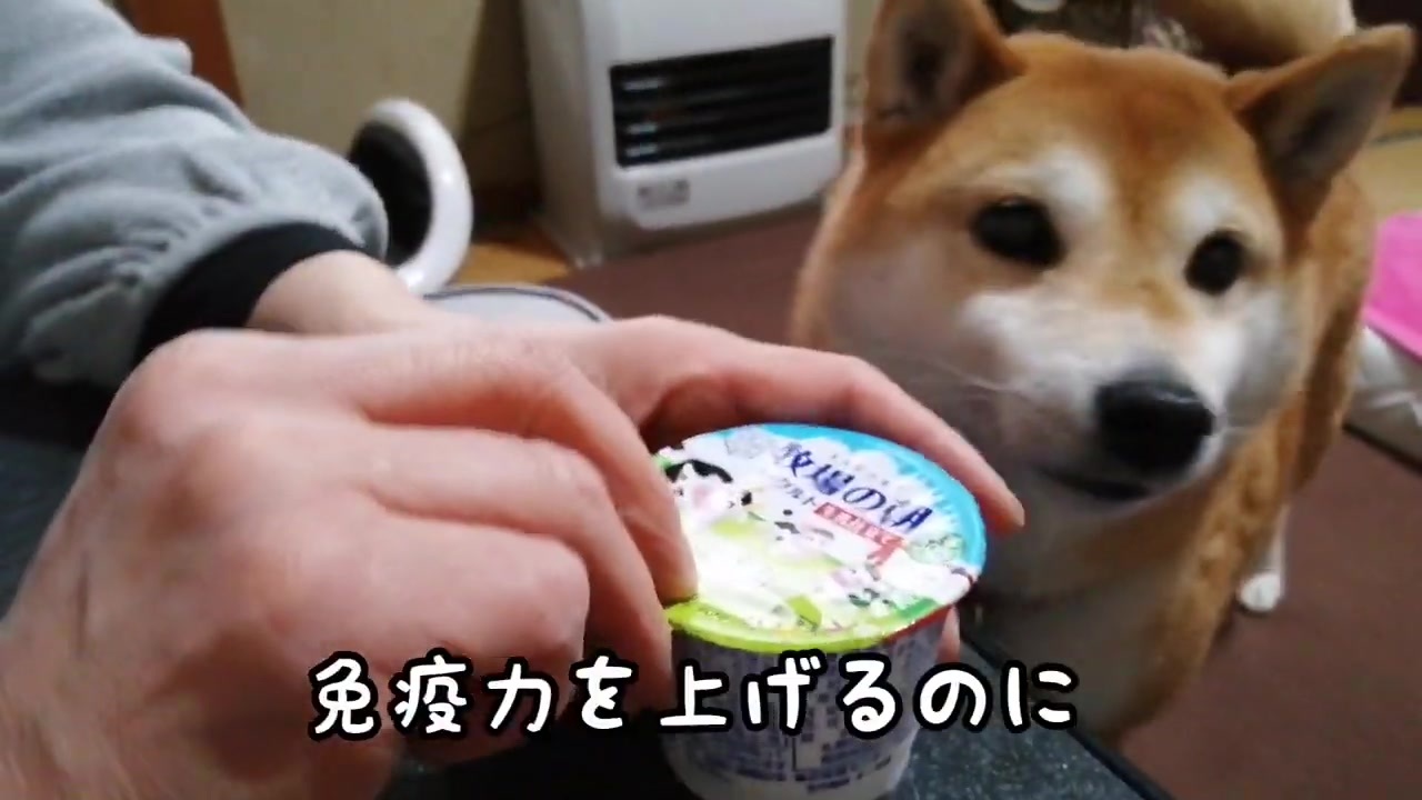 豆柴そらがヨーグルトを食べてるとこ ニコニコ動画