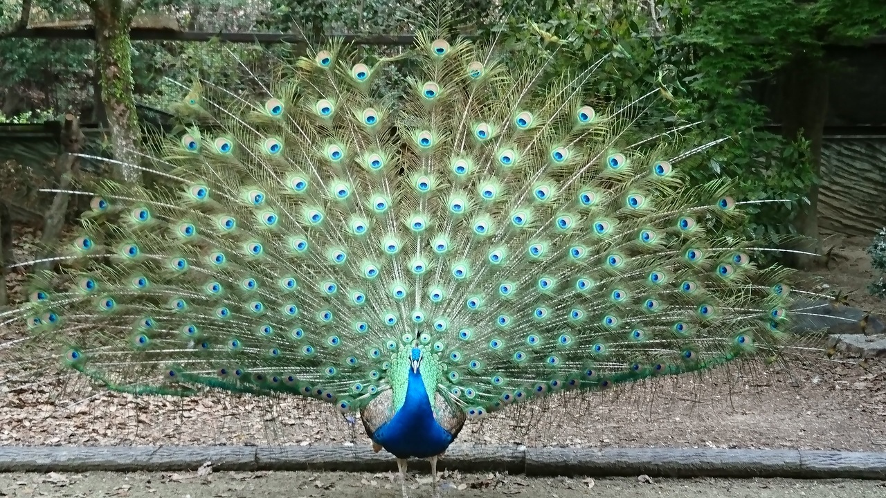 羽を閉じるクジャク ニコニコ動画