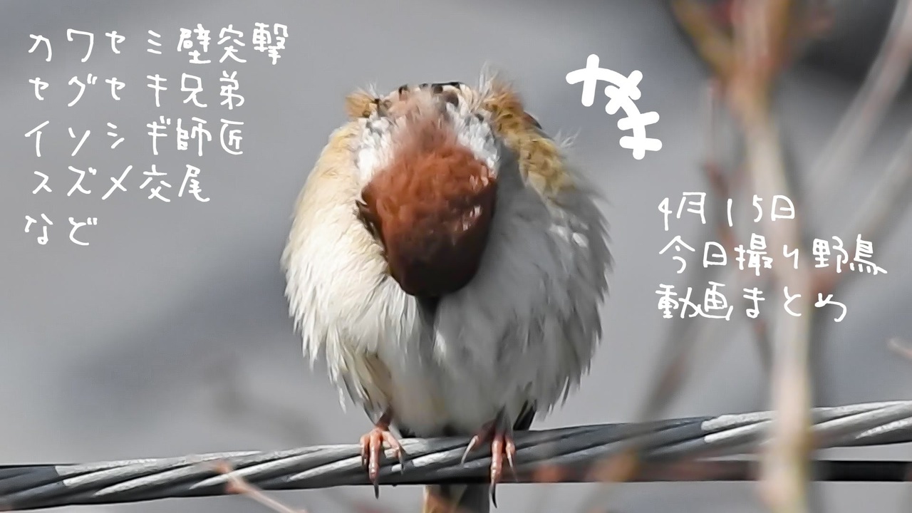 人気の 動物 自然 動画 2 251本 17 ニコニコ動画